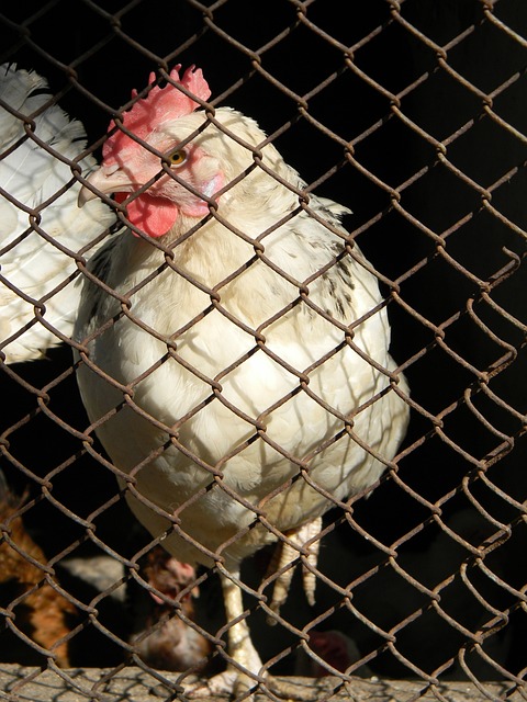 滕哈赫：利馬有機會進入名單，梅努入選英格蘭是曼聯青訓的成功.