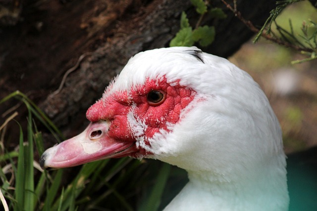 广东正式确定！阿姆斯终于被裁，朱芳雨深夜决定，马尚自宣回归.