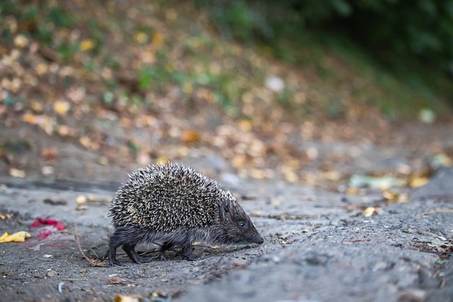 认为他们是 认为他们是